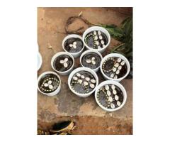 The Best Powerful Spiritual Herbalist Native Doctor In Nigeria - 3