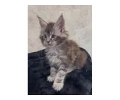 Maine Coon Breeders in Wisconsin Offering Healthy, Purebred Kittens