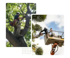 Tree service Coconut - miamitreecrew