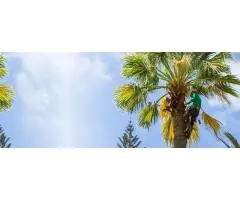 Tree service Coconut - miamitreecrew - 4