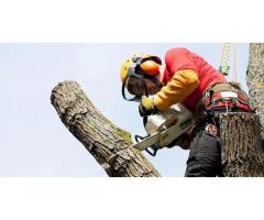 Tree service Coconut - miamitreecrew - 5