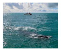 Liveaboard Arquip lago de Abrolhos Ba. - 3