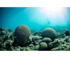 Liveaboard Arquip lago de Abrolhos Ba. - 8