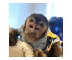 Capuchin monkey for sale