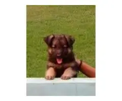 Purebred German Shepherd pups healthy, active, and adorable