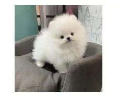 Very chip - 3
