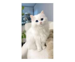 Cat for sell he is very cheap