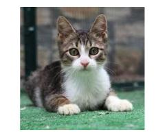 Maine coon in Bangalore - MyKitten