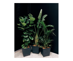 Lush Green Living Plants in Santa Monica Urban Jungle