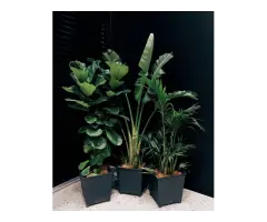 Lush Green Living Plants in Santa Monica Urban Jungle