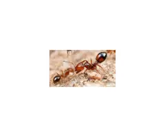 Ant Control Services in Bangalore