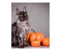 Maine Coon Kittens for Adoption Gentle Giants Looking for Loving Homes