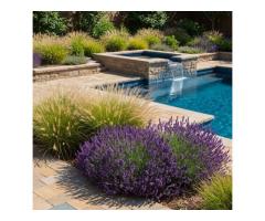 Professional Landscaping Company East Bay