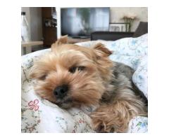 Yorkie puppies for adoption