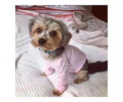 Yorkie puppies for adoption - 2