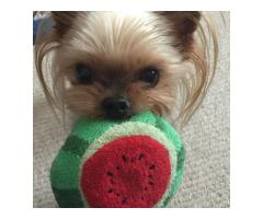 Yorkie puppies for adoption - 3