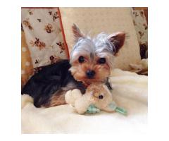Yorkie puppies for adoption - 4