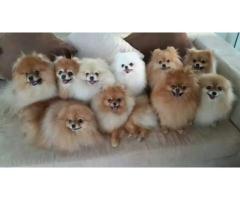 Pomeranian puppies