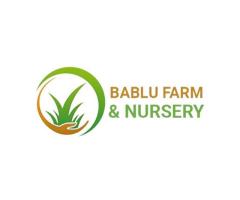 Natural Grass Dealers Bablu Farm and Nursery