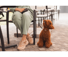 Pet-friendly places in dubai you ll love