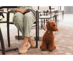 Pet-friendly places in dubai you ll love