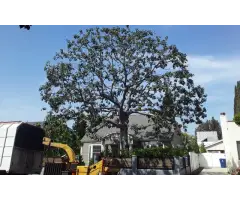 Tree Service Miami - Miamitreecrew - 3