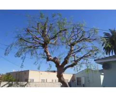 Tree Service Miami - Miamitreecrew - 4