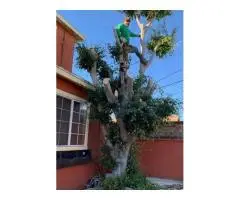 Tree Service Miami - Miamitreecrew - 5