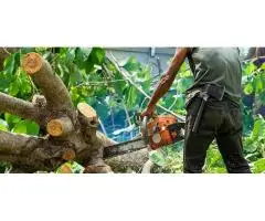 Tree Service Miami - Miamitreecrew - 8