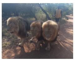 Lion Walk at Ukutula - Experience a Guided Walk with Lions in the African Bush