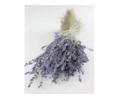 Chritmas Flowers Naturally Elegant &amp Made to Last Free Gift Offer - 2