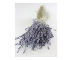 Chritmas Flowers Naturally Elegant &amp Made to Last Free Gift Offer - 2