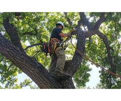 Tree Care Services Sacramento - Cisnerostreecare - 2