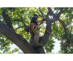 Tree Care Services Sacramento - Cisnerostreecare - 2