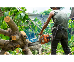 Tree Care Services Sacramento - Cisnerostreecare - 3