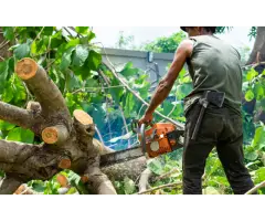 Tree Care Services Sacramento - Cisnerostreecare - 3