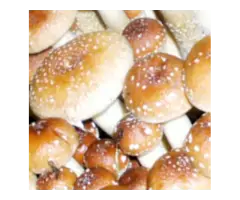 High-Purity Creeper Mushroom Spores for Analysis