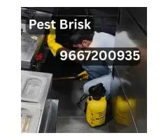 Termite Control in Delhi NCR Call Pest Brisk Now