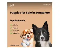 Beagle Puppies for Sale in Bangalore Ethically Bred, Health-Certified Companions by Aubree