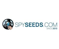 CBD Smartshop SpySeeds - 3