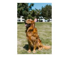 Golden Retriever Puppies Nashville Healthy Golden Retriever Puppies for Sale in Nashville