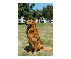 Golden Retriever Puppies Nashville Healthy Golden Retriever Puppies for Sale in Nashville