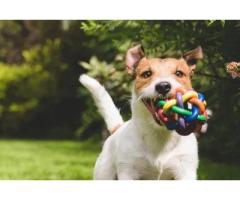 Dog Daycare With Transportation in Hoboken Complete Convenience