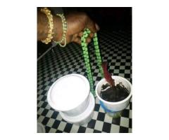 The best powerful spiritual herbalist native doctor in Nigeria - 3