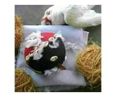 The best powerful spiritual herbalist native doctor in Nigeria - 6