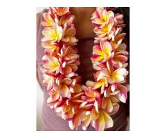 Fresh Flower Leis for Arrival - Plumeria Lei Greetings