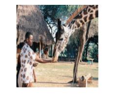 Explore Luxury Kenya Wildlife Safari Packages at Cheap - Velvet Trails