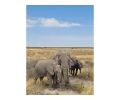 7 days Magic safaris