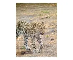 7 days Magic safaris - 2