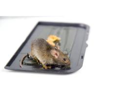 Best Pest Control Best Budget I Get Up To 30% OFF - 4